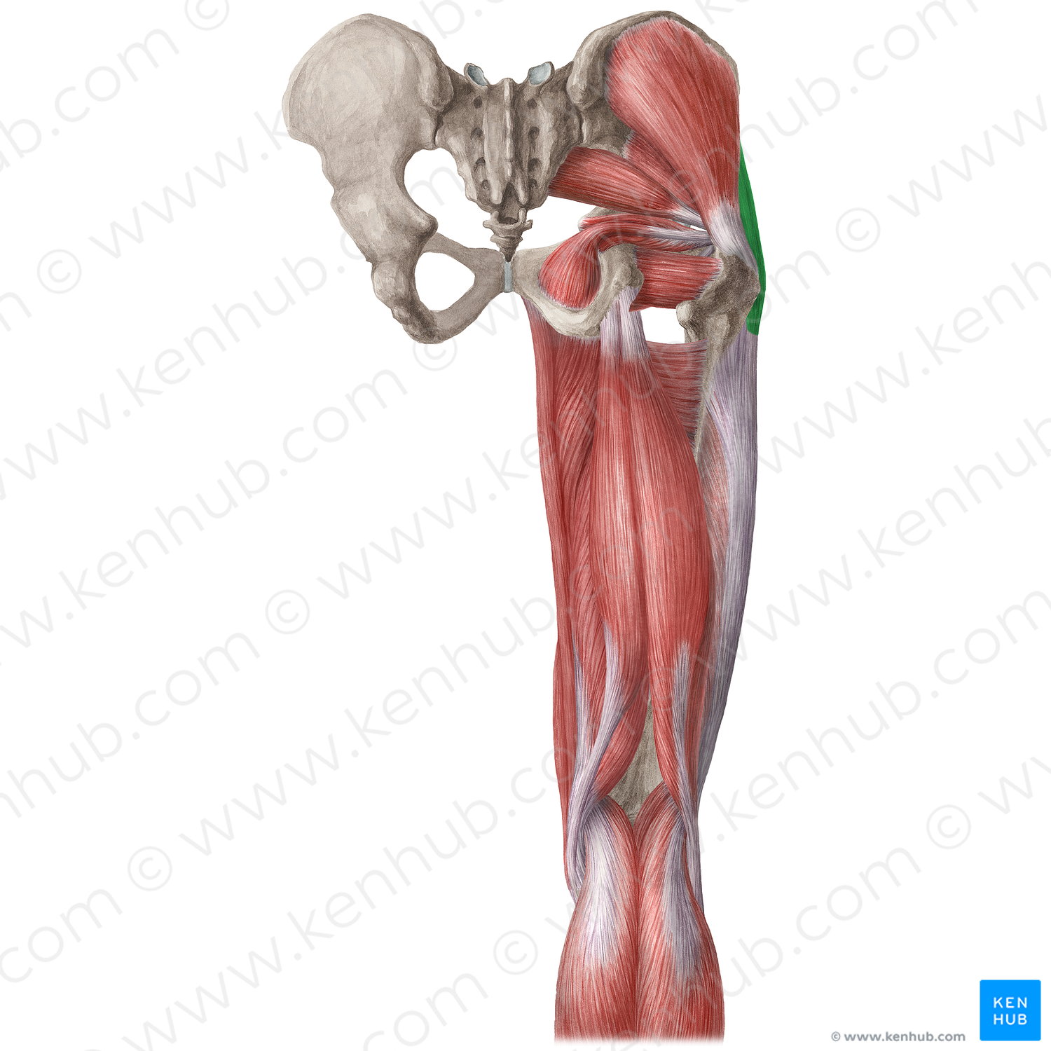 Tensor fasciae latae muscle (#19686)