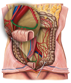 Ileal branch of ileocolic artery (#20612)