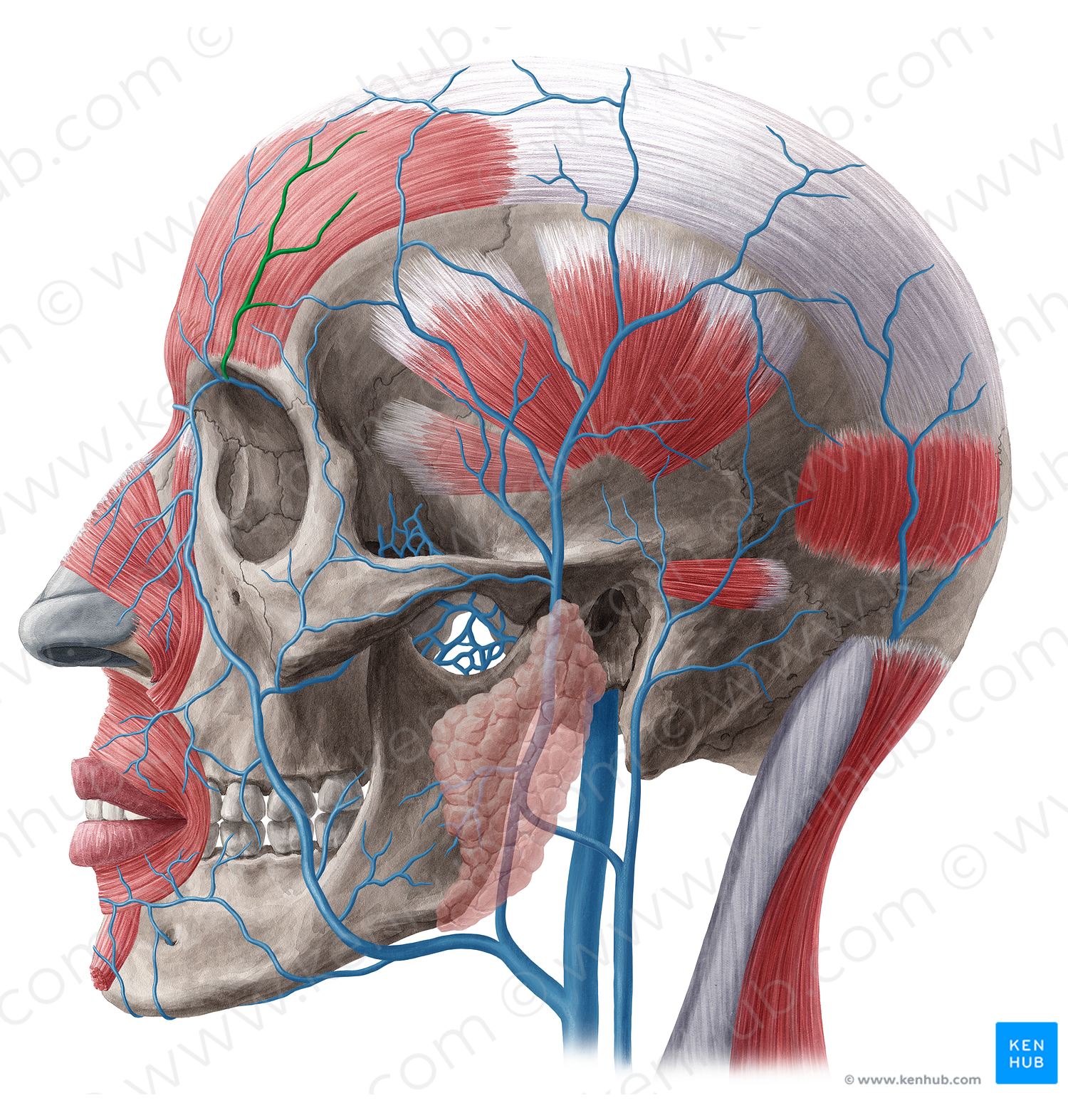 Supraorbital vein (#10616)