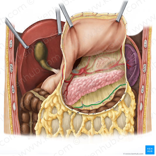 Middle colic artery (#1055)