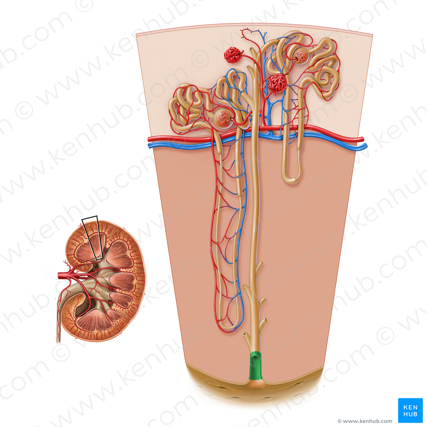 Renal papillary duct (#17198)