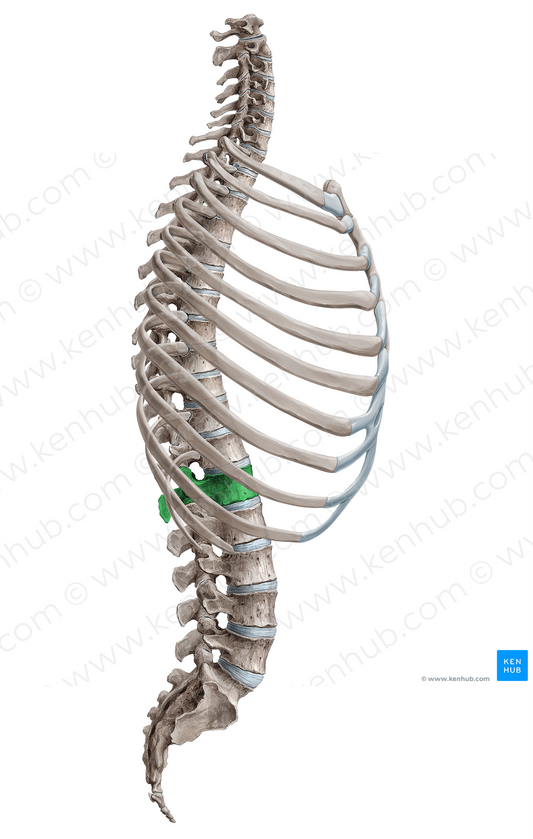 Vertebra L1 (#18082)