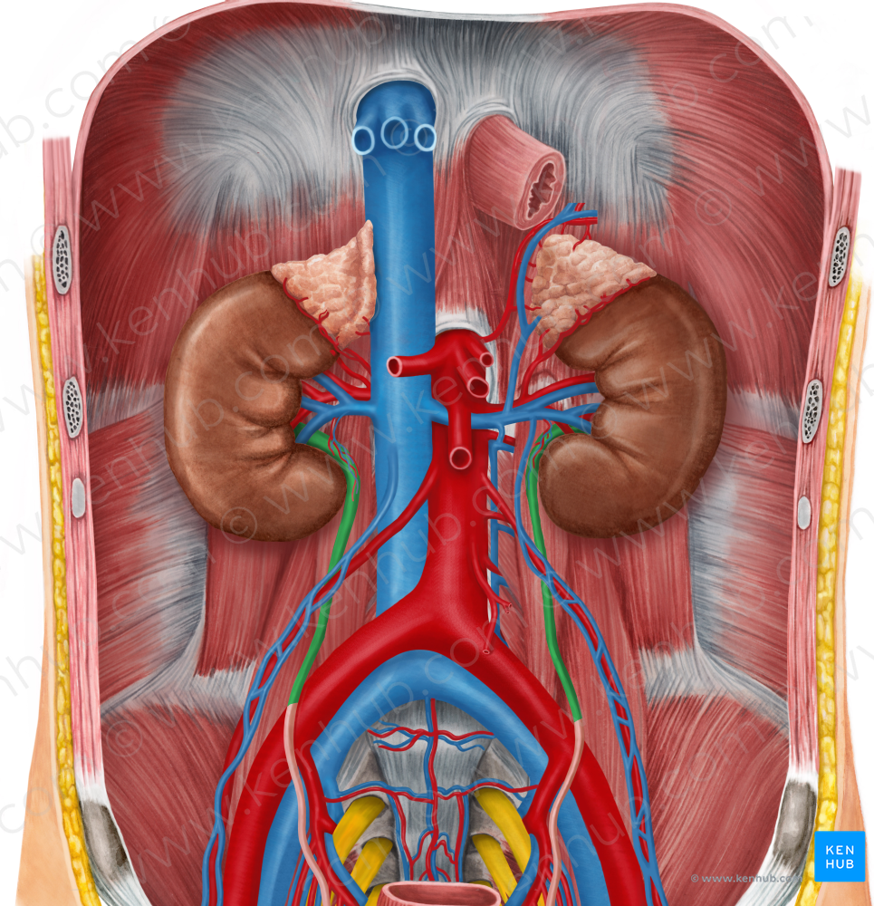 Abdominal part of ureter (#7656)