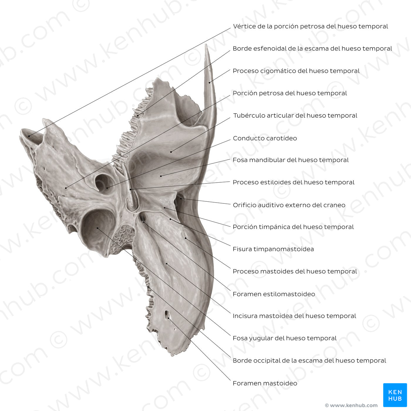 Temporal bone (inferior view) (Spanish)