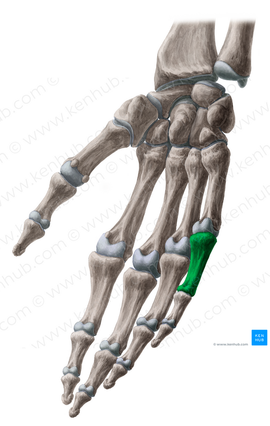 Proximal phalanx of 5th finger (#7931)