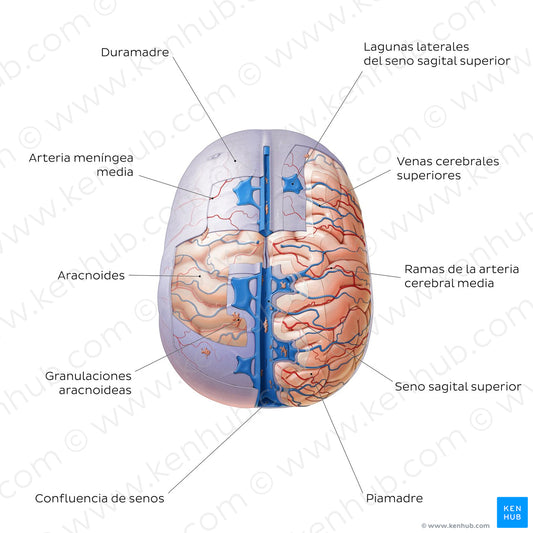 Meninges of the brain (superior view) (Spanish)