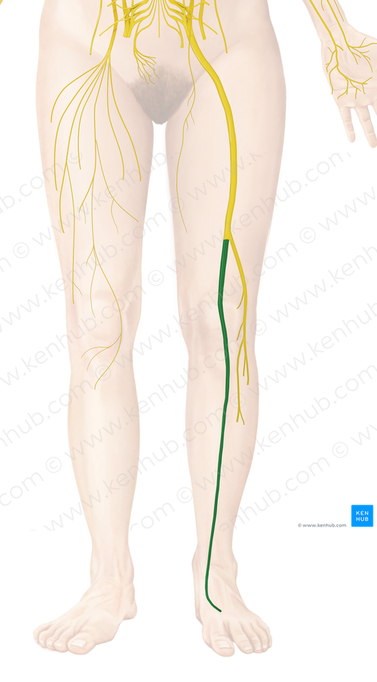 Tibial nerve (#6817)