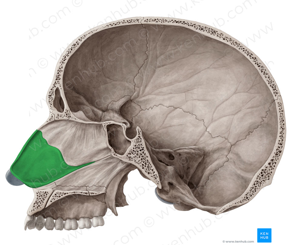 Cartilage of nasal septum (#2502)