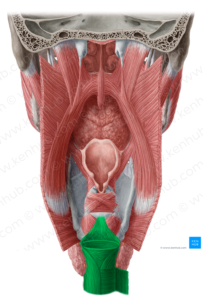 Esophagus (#7301)