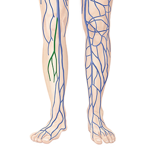 Small saphenous vein (#10570)