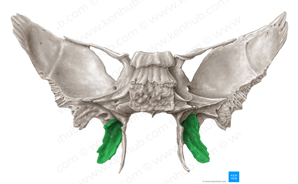 Lateral plate of pterygoid process of sphenoid bone (4394) Kenhub