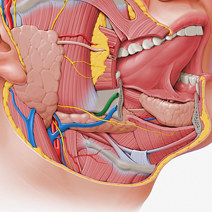 Facial artery (#1241)