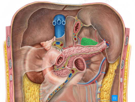 Left suprarenal gland (#4130)