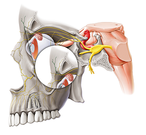 Superior branch of supratrochlear nerve (#8814)