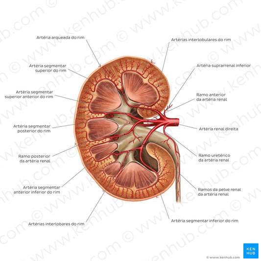 Renal arteries (Portuguese)