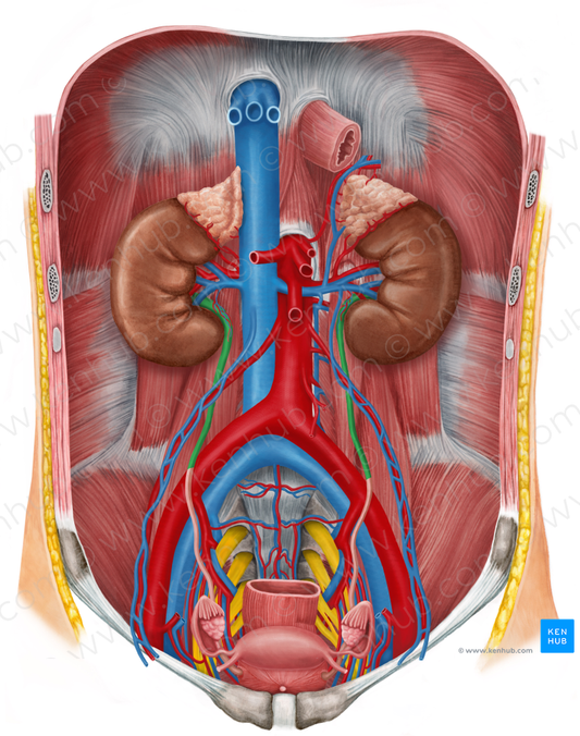 Abdominal part of ureter (#7657)