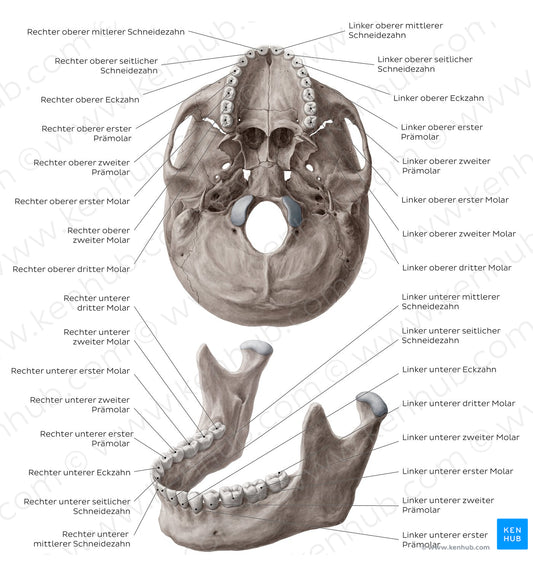 Teeth names (German)