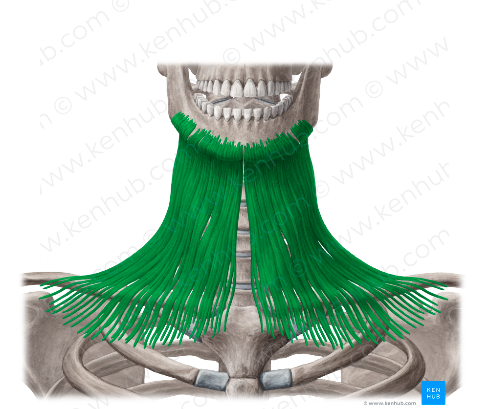 Platysma muscle (#7940)