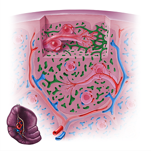 Splenic sinusoids (#18142)