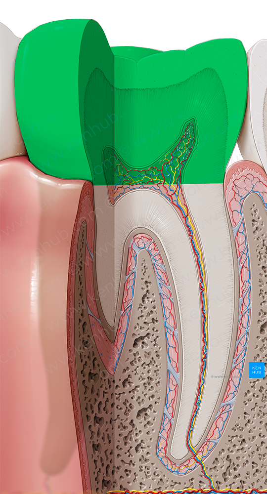 Crown of tooth (#2880)