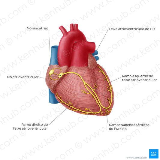 Conduction system of the heart (Portuguese)