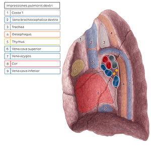 Impressions of right lung (Latin)