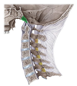 Basilar part of occipital bone (#7670)