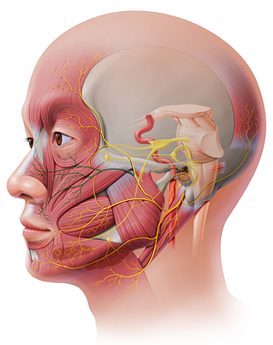 Zygomatic branches of facial nerve (#8582)