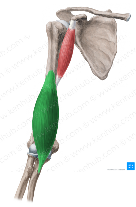 Brachialis muscle (#5231)