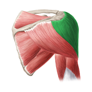 Acromial part of deltoid muscle (#20328)