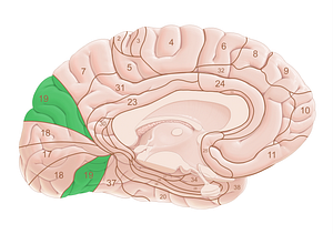 Brodmann area 19 (#18028)
