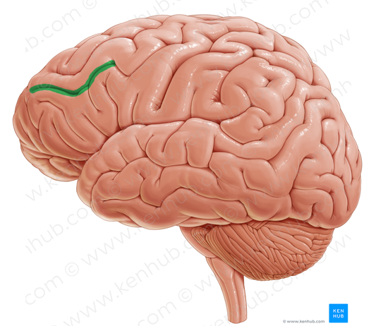 Inferior frontal sulcus (#9257)