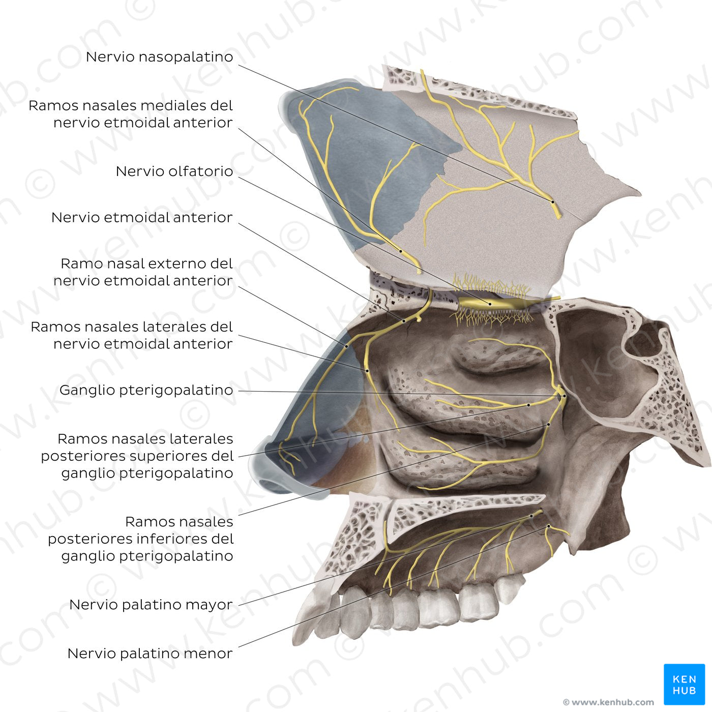 Nerves of the nasal cavity (Spanish)