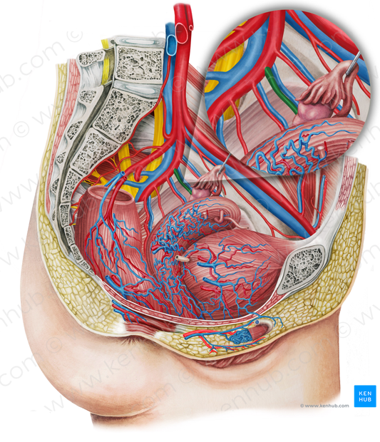 Left uterine artery (#1964)