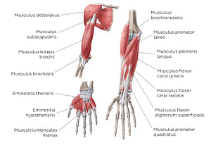 Main muscles of the upper limb - anterior (Latin)