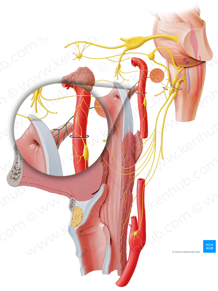 Tubal branch of tympanic plexus (#8826)