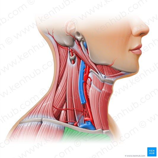 Pectoralis major muscle (#11145)