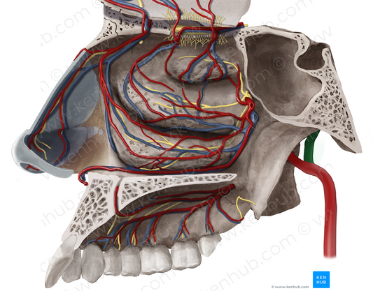 Superficial temporal artery (#1900)