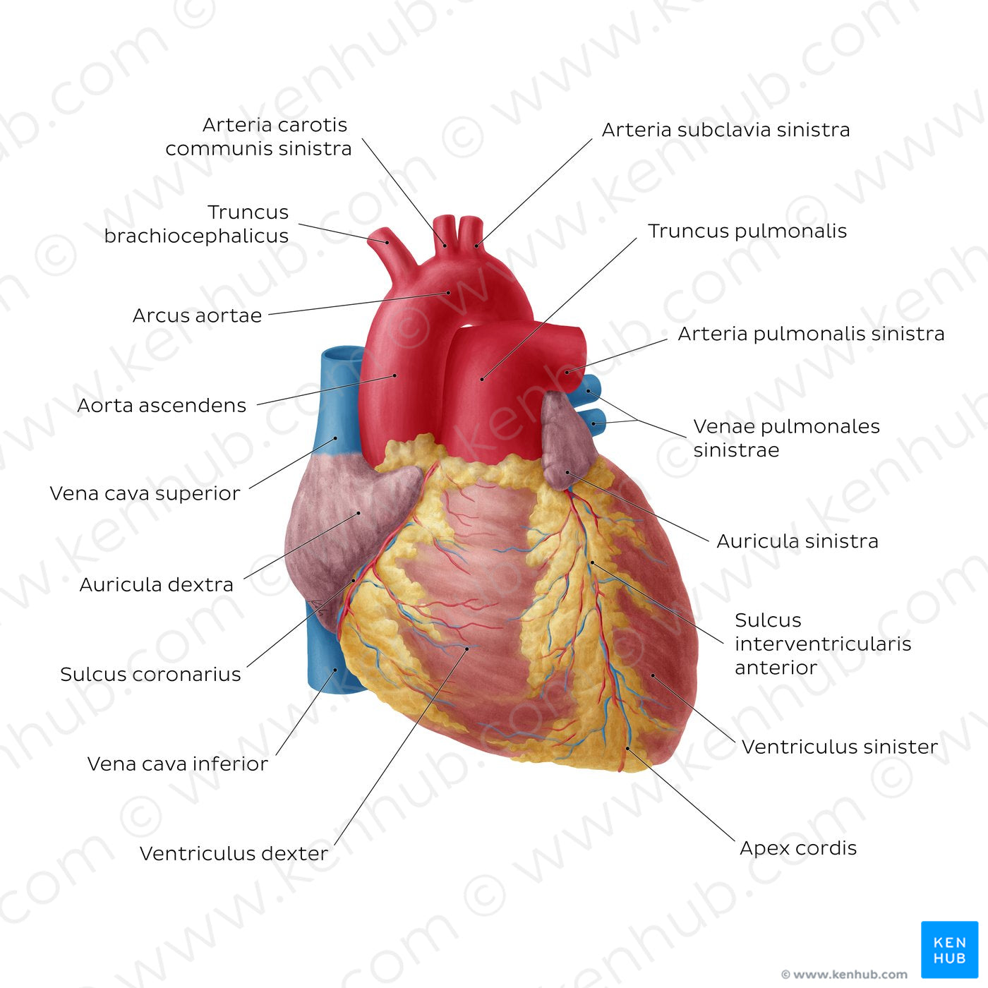 Anterior view of the heart (Latin)