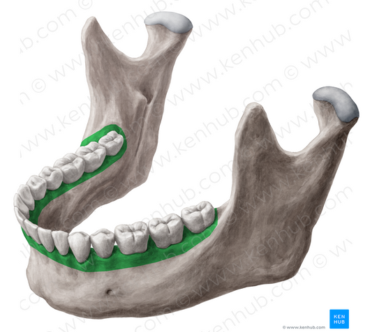 Alveolar part of mandible (#7659)