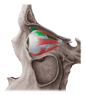 Superior oblique muscle (#5662)