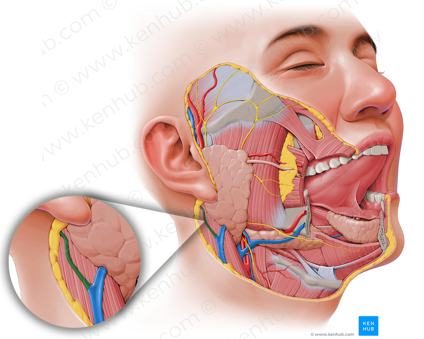 Posterior auricular vein (#9957)