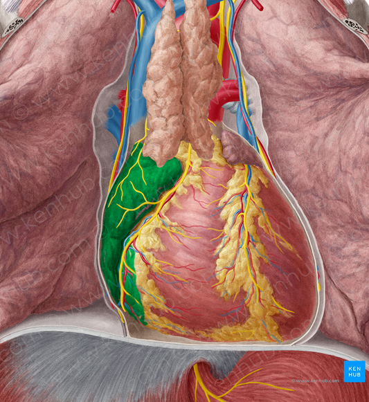 Right atrium of heart (#2108)