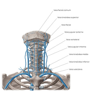 Veins of the neck (Portuguese)