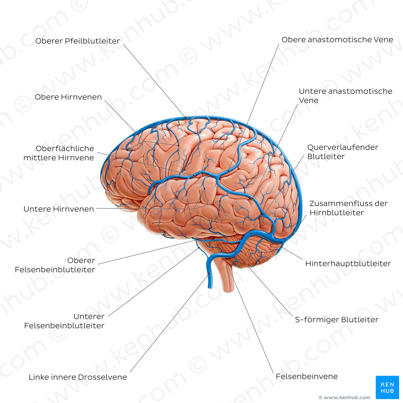 Cerebral veins - Lateral view (German)