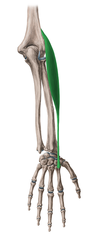Extensor carpi radialis longus muscle (#5315)