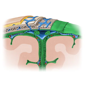 Meninges (#11585)