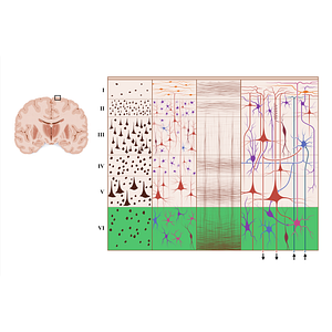 Multiform layer of cerebral cortex (#18946)