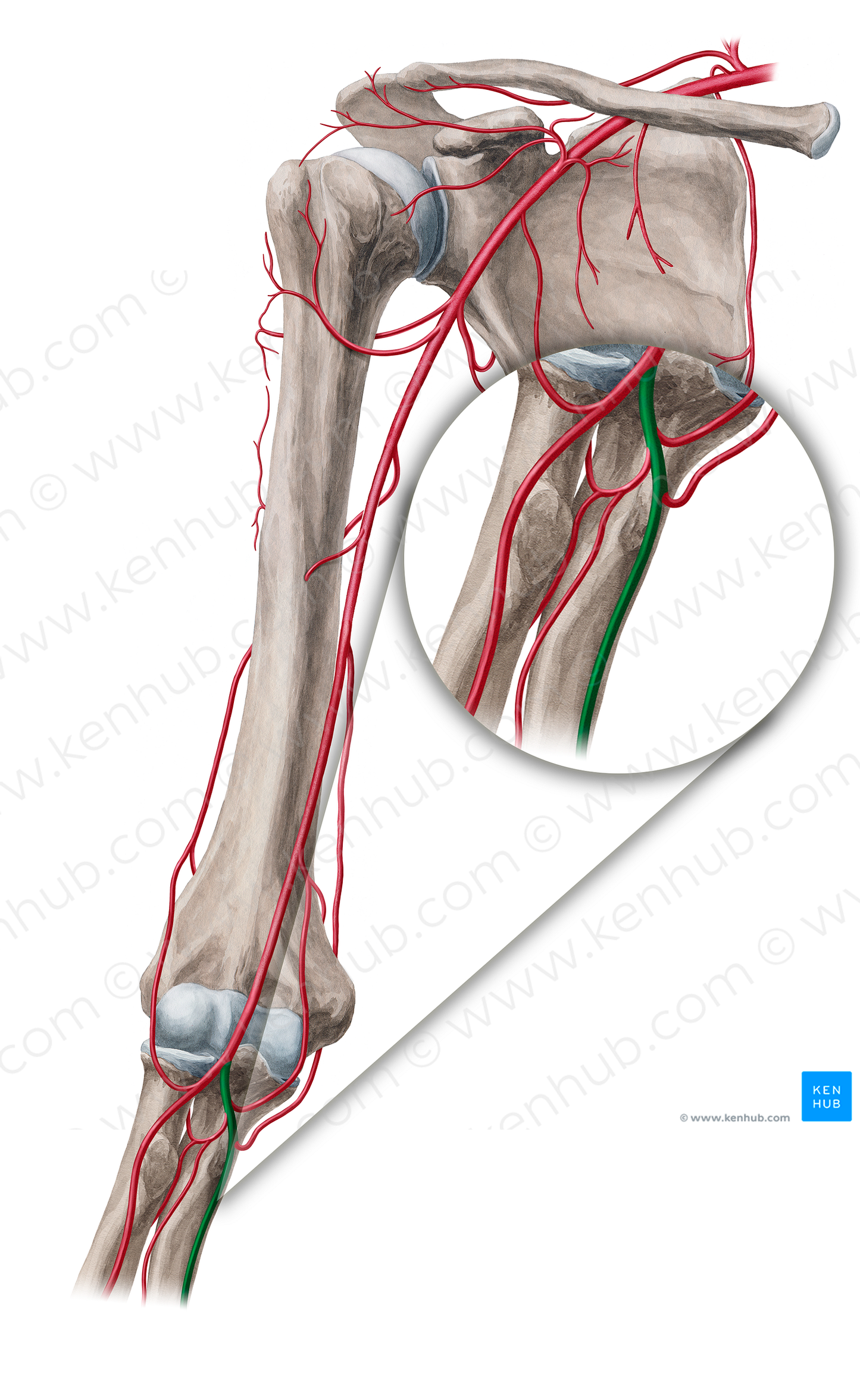 Ulnar artery (#18865)