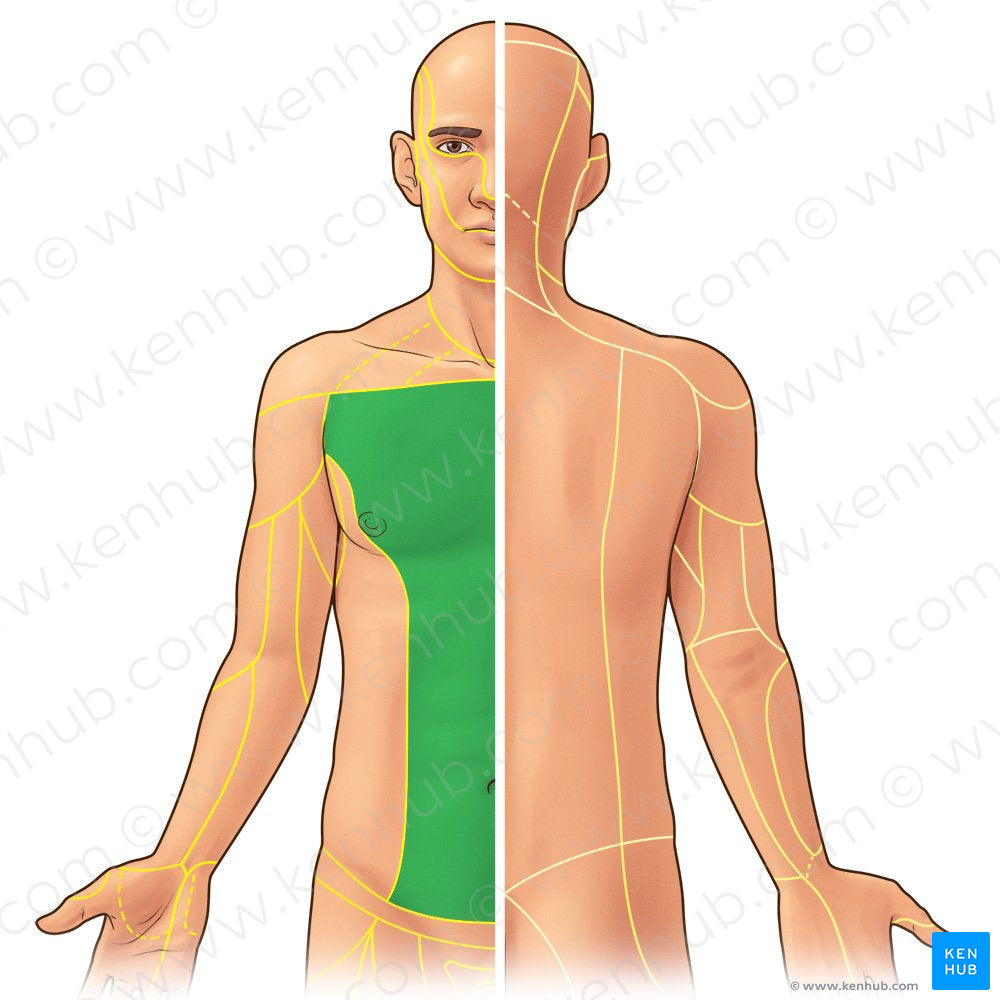 Anterior cutaneous branches of intercostal and subcostal nerves (#21946)